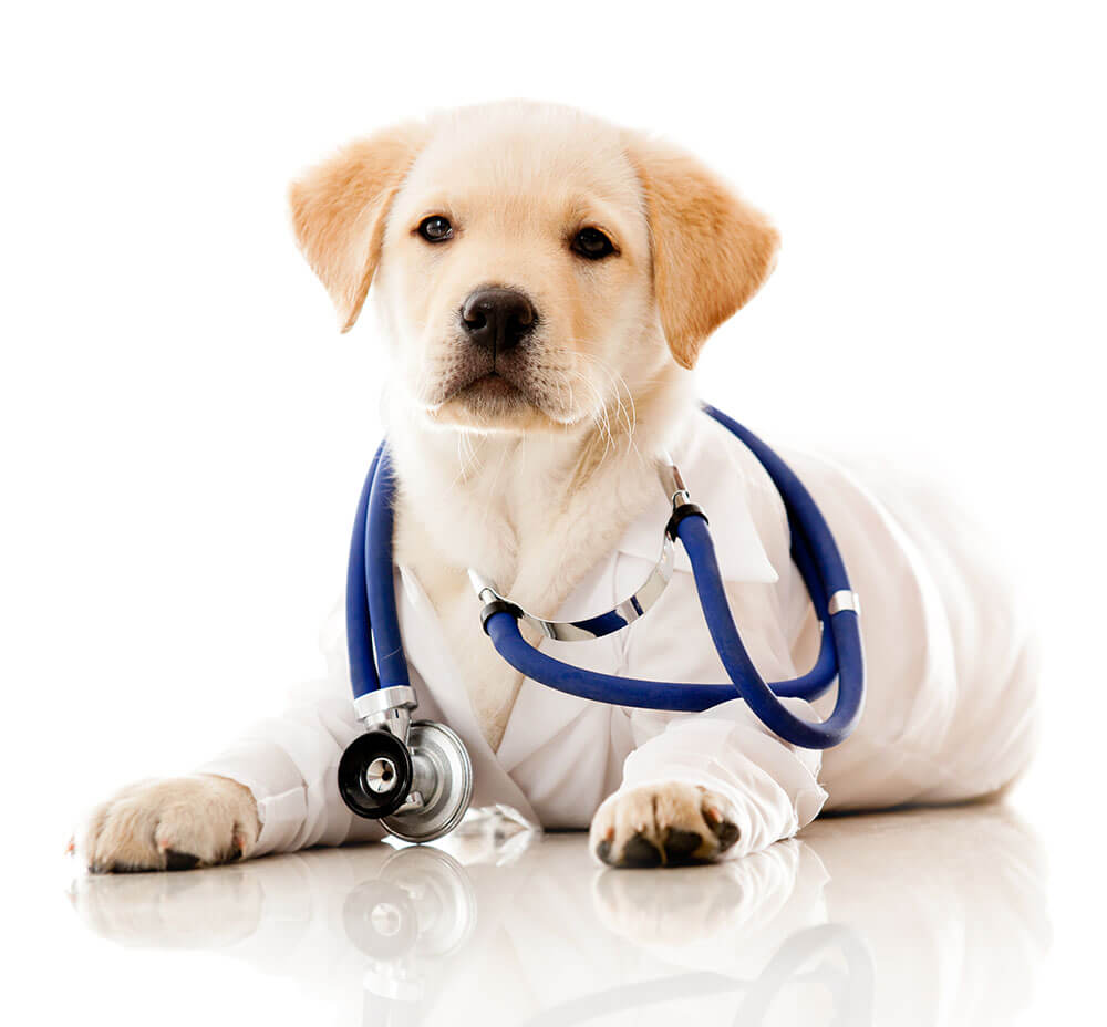 Senior pet wellness care Long Island 