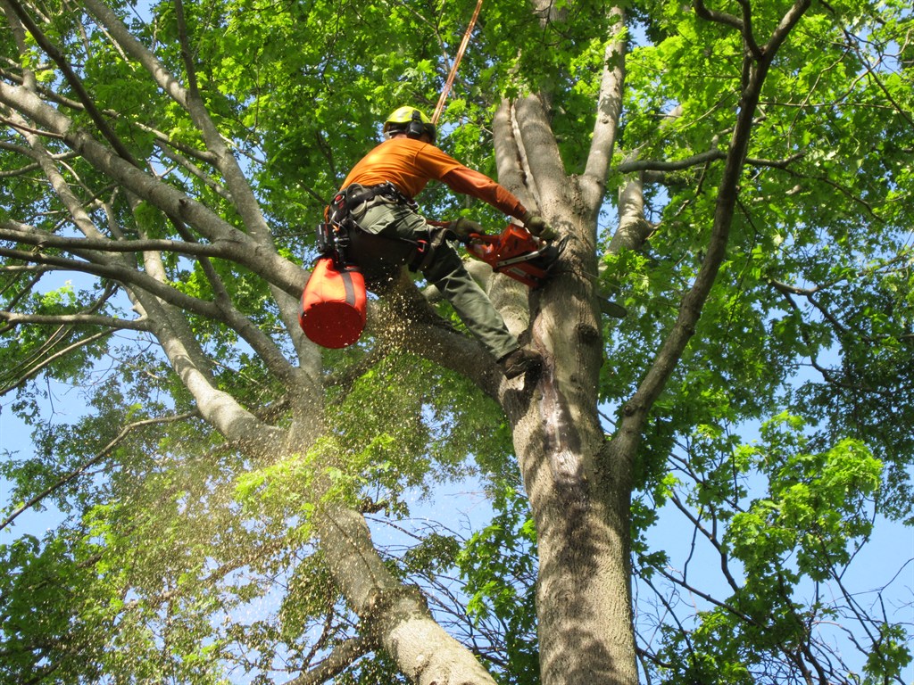 Portland tree trimming services