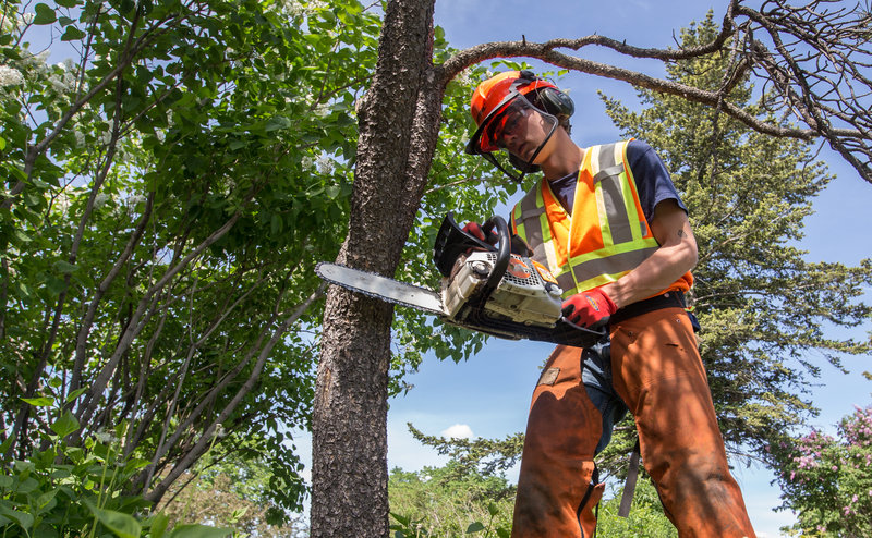 Safety improvements gained through Portland tree trimming services for tall trees